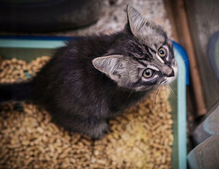 para NÃO treinar seu gato a usar o banheiro - 04