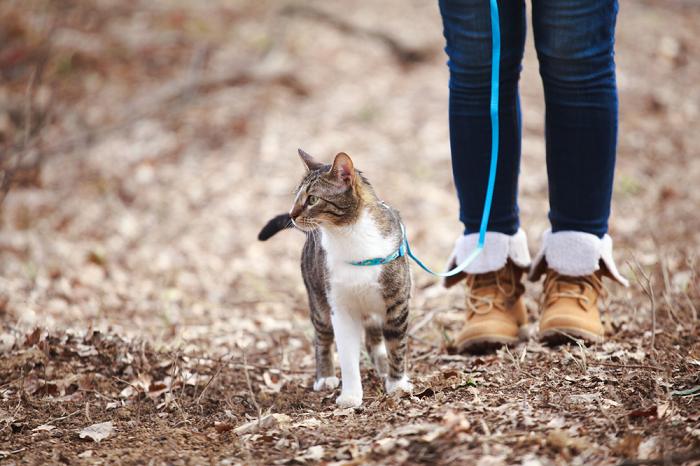 seu gato está obcecado por você - 11