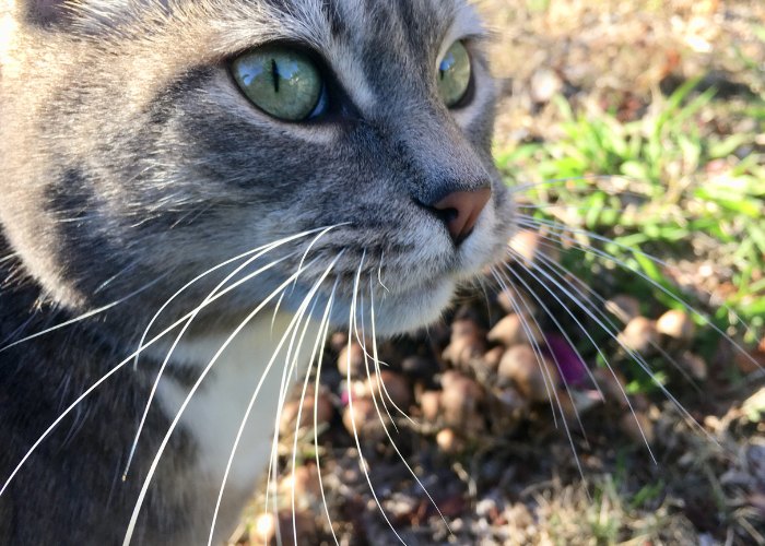 10 fatos surpreendentes sobre bigodes de gato que você talvez não soubesse - 02