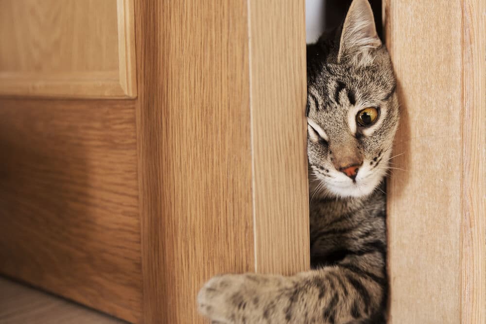 10 fatos surpreendentes sobre bigodes de gato que você talvez não soubesse - 04