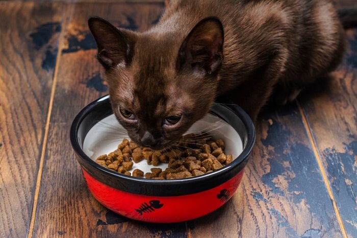 10 fatos surpreendentes sobre bigodes de gato que você talvez não soubesse - 07