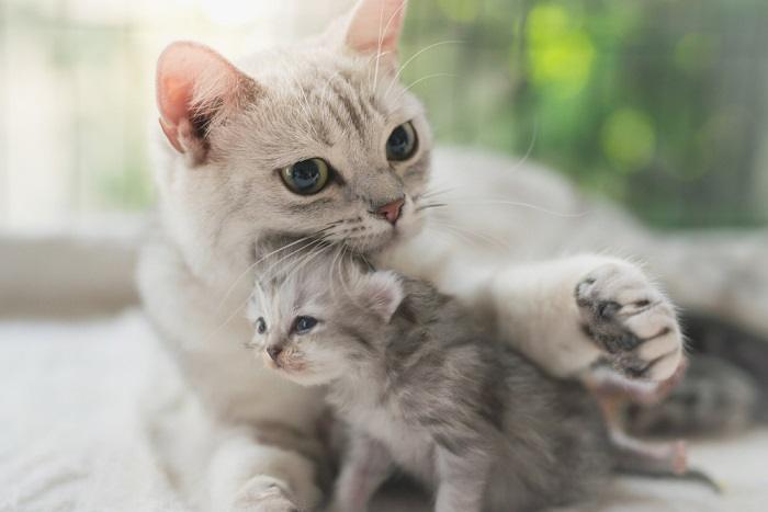 10 fatos surpreendentes sobre bigodes de gato que você talvez não soubesse - 08