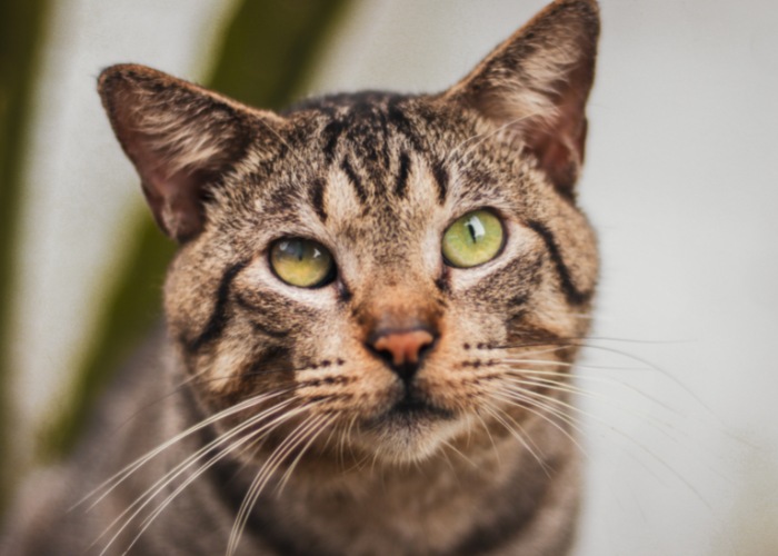 10 fatos surpreendentes sobre bigodes de gato que você talvez não soubesse - 10