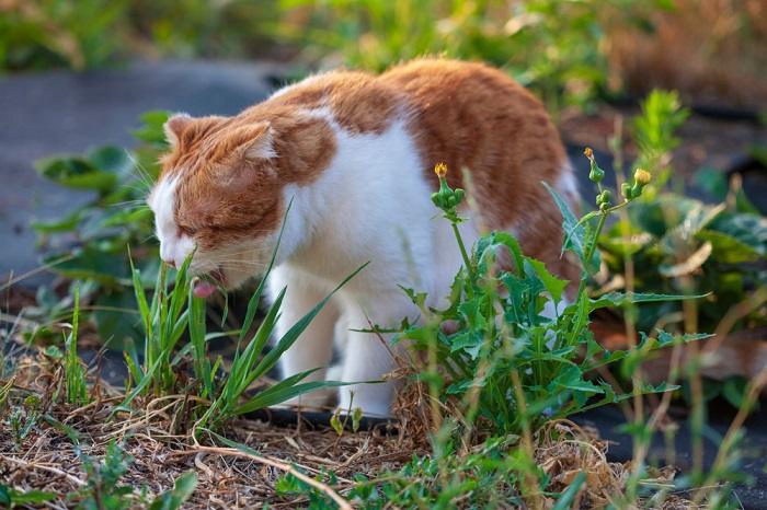 10 razões pelas quais os gatos estalam os lábios - 06