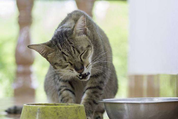 10 razões pelas quais os gatos estalam os lábios - 12