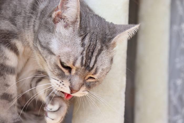 10 razões pelas quais os gatos estalam os lábios - 13