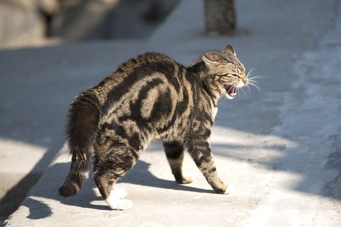 10 sinais sutis de que seu gato está frustrado - 01