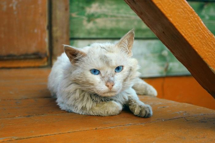 12 sinais de alerta de que seu gato está com dor - 10