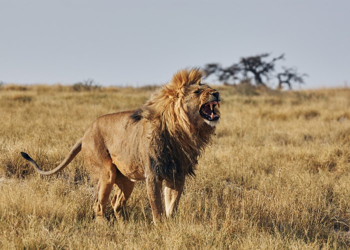 15 fatos pouco conhecidos sobre os grandes felinos - 01