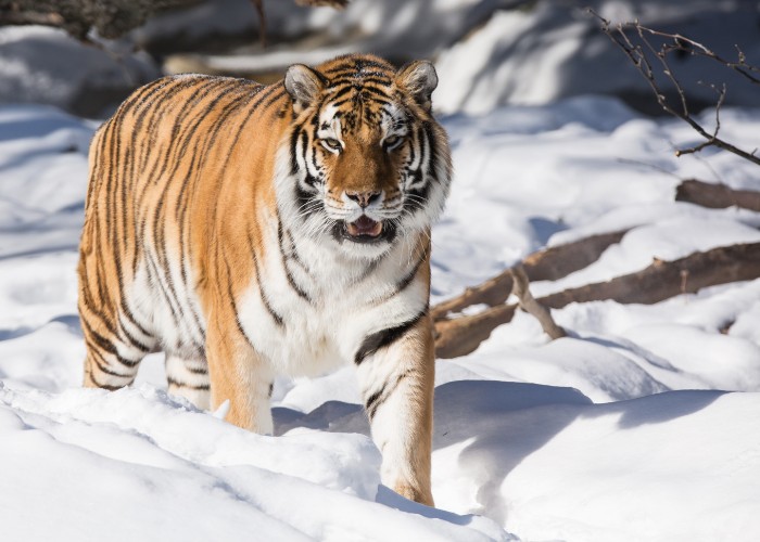 15 fatos pouco conhecidos sobre os grandes felinos - 02