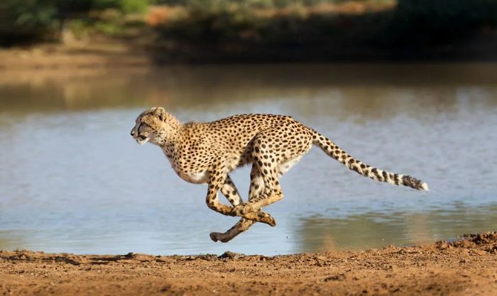 15 fatos pouco conhecidos sobre os grandes felinos - 04