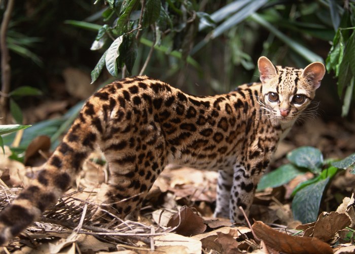 15 fatos pouco conhecidos sobre os grandes felinos - 06