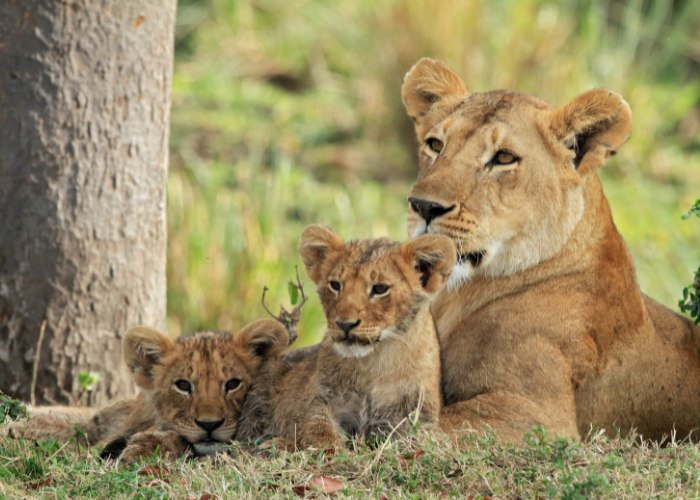 15 fatos pouco conhecidos sobre os grandes felinos - 08