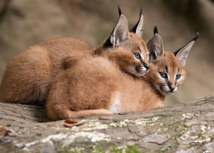 15 fatos pouco conhecidos sobre os grandes felinos - 10