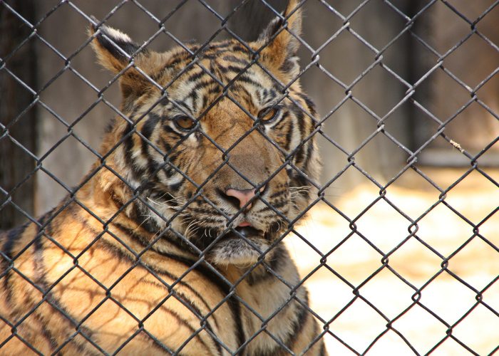 15 fatos pouco conhecidos sobre os grandes felinos - 13