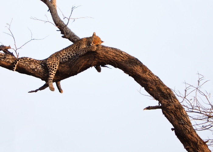 15 fatos pouco conhecidos sobre os grandes felinos - 15