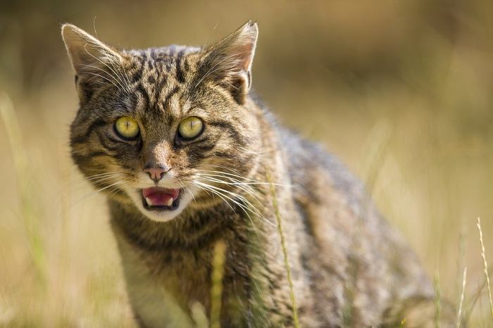 15 fatos que você deve saber sobre gatos selvagens - 12