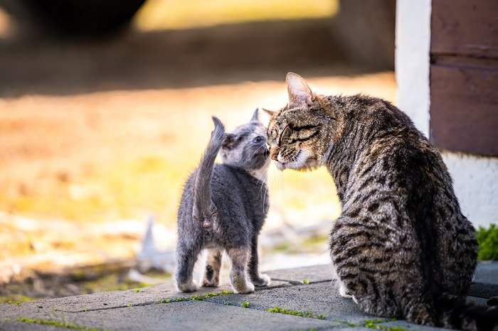 22 curiosidades sobre gatinhos - 10