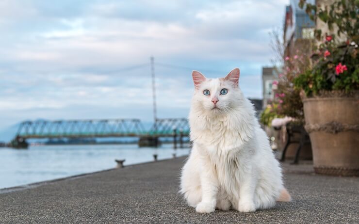 23 fatos interessantes sobre o pelo de gato que você talvez não soubesse - 06