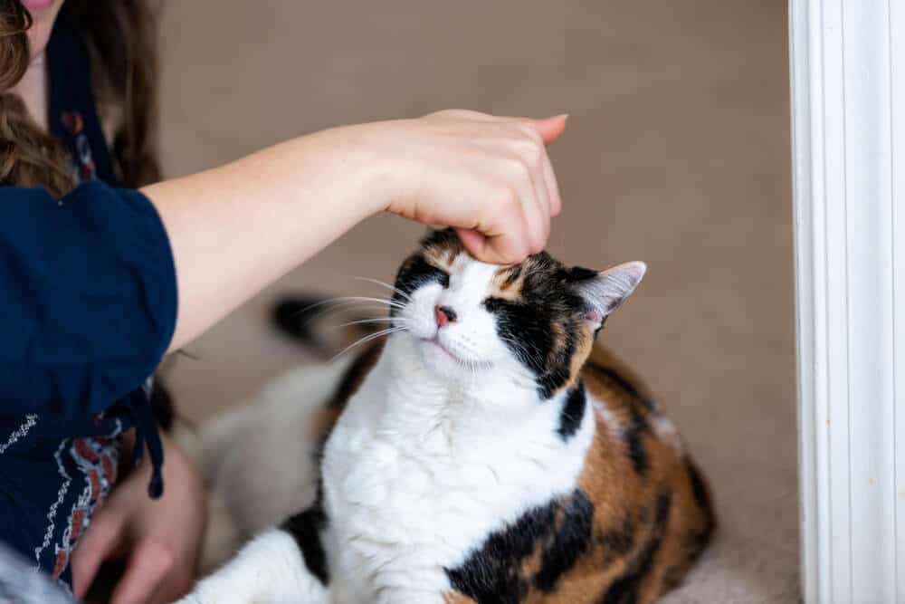 23 fatos interessantes sobre o pelo de gato que você talvez não soubesse - 22