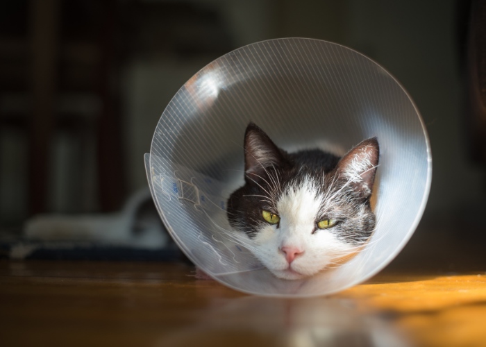 5 alternativas de cone de gato que realmente funcionam - 05