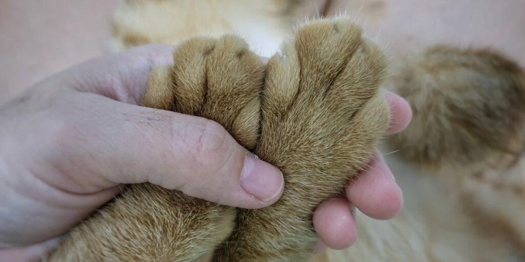 6 alternativas adequadas para gatos à remoção de garras - 01