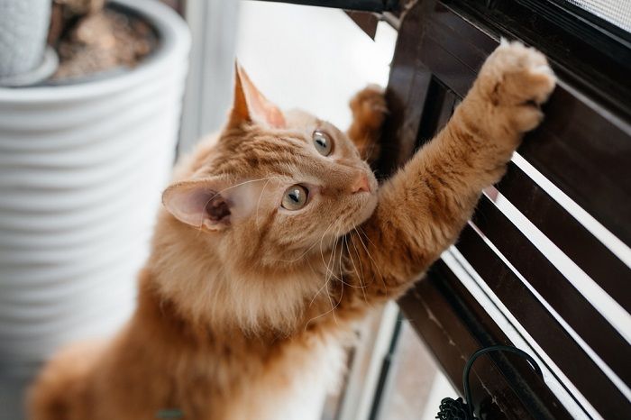 6 alternativas adequadas para gatos à remoção de garras - 05