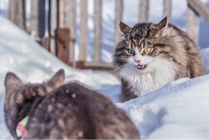 6 semelhanças surpreendentes entre cães e gatos - 05