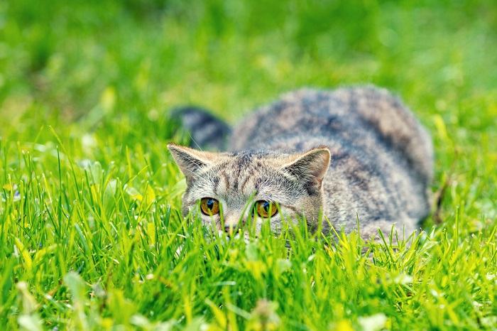 6 semelhanças surpreendentes entre cães e gatos - 06