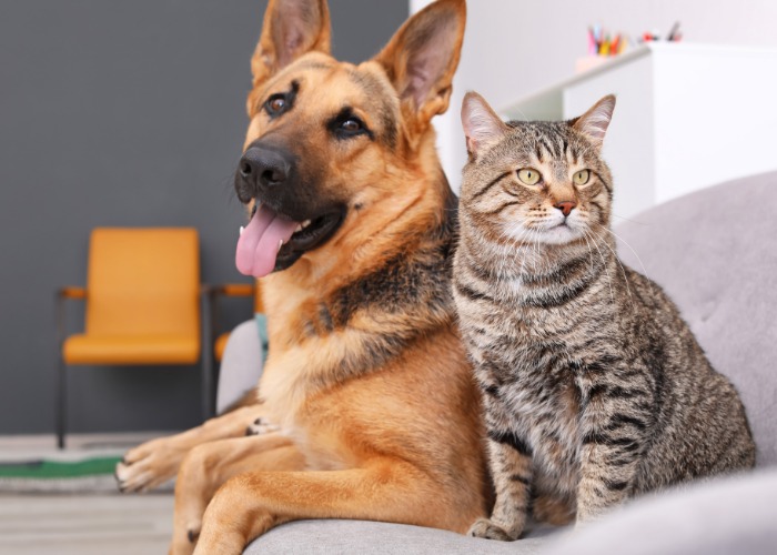 6 semelhanças surpreendentes entre cães e gatos - 07