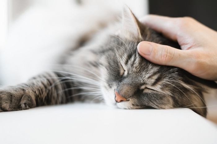 7 maneiras pelas quais você pode estar ofendendo seu gato - 06