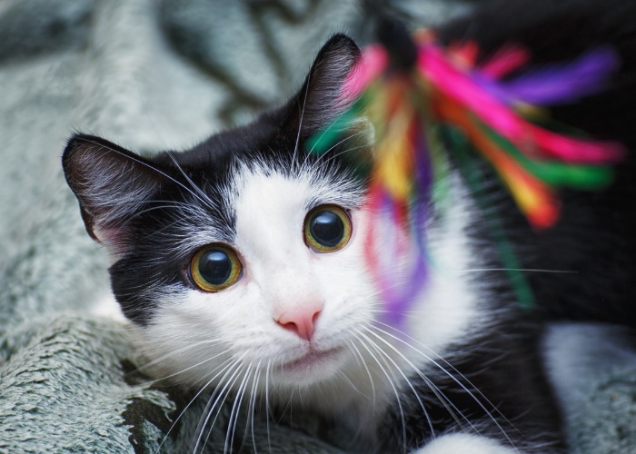 7 maneiras pelas quais você pode estar ofendendo seu gato - 07