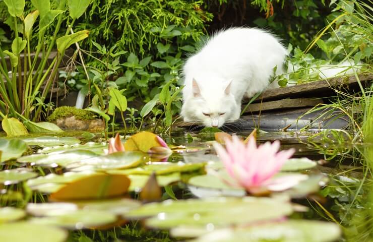 7 raças de gatos que realmente gostam de água - 05