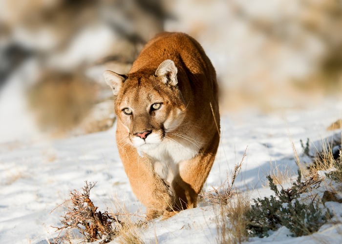 7 semelhanças entre gatos domesticados e grandes felinos - 01