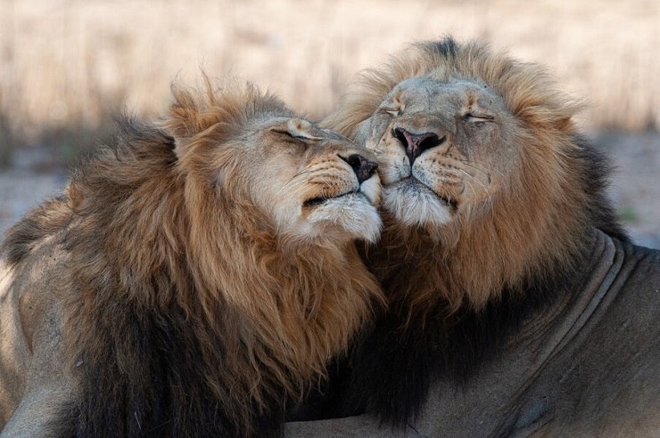 7 semelhanças entre gatos domesticados e grandes felinos - 02