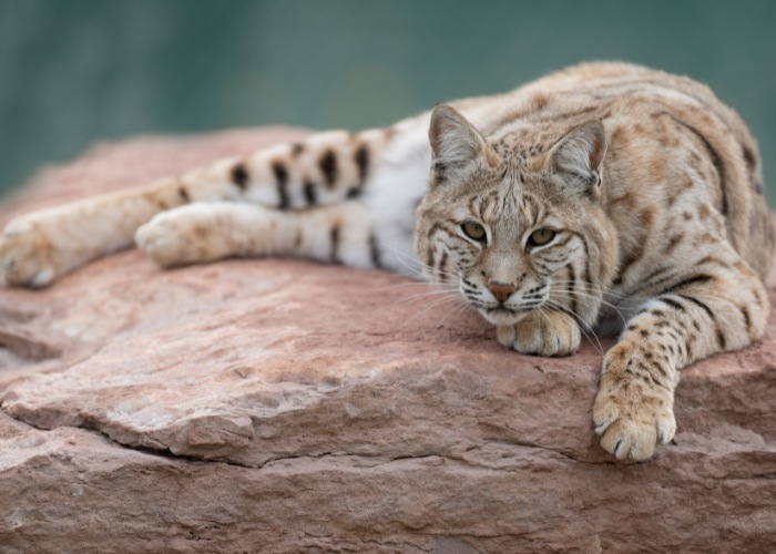 7 semelhanças entre gatos domesticados e grandes felinos - 05