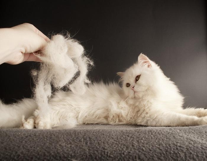 8 maneiras naturais de reduzir o odor desagradável do gato - 02