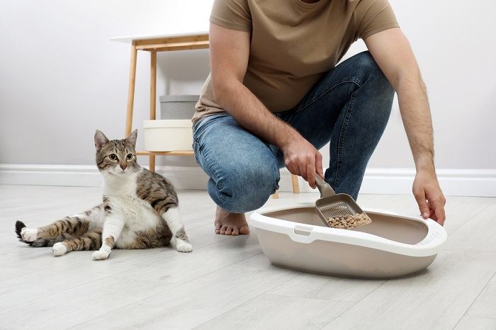 8 maneiras naturais de reduzir o odor desagradável do gato - 04