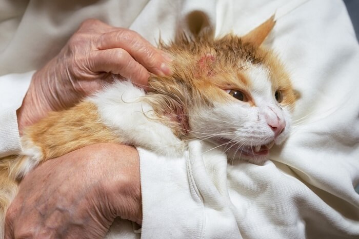 8 maneiras naturais de reduzir o odor desagradável do gato - 06