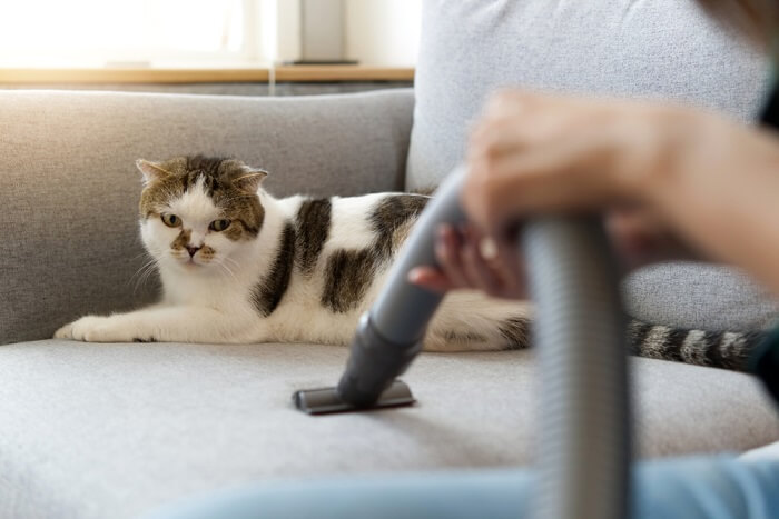 8 maneiras naturais de reduzir o odor desagradável do gato - 17