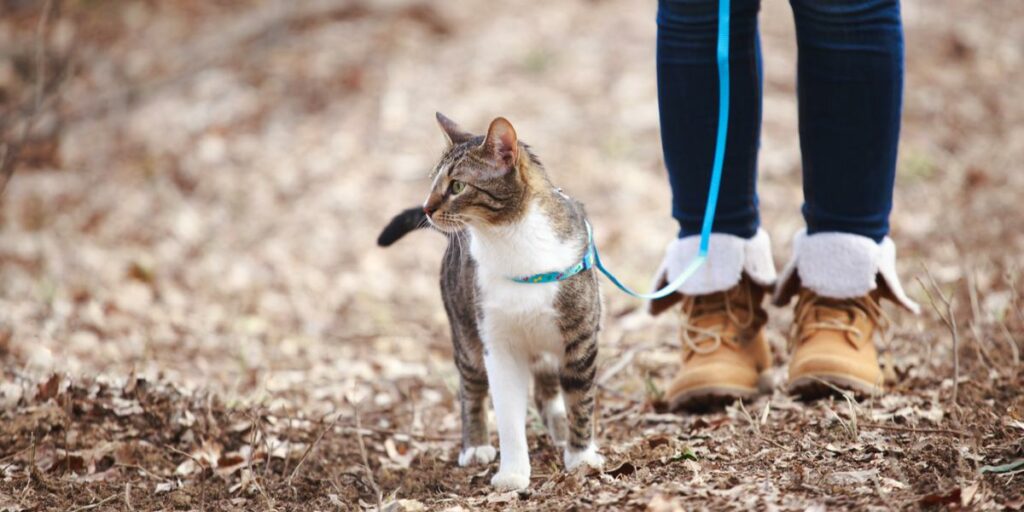 8 passos para trazer um gato ao ar livre para dentro - 06