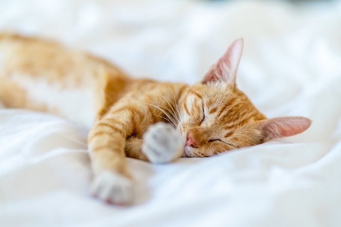 8 passos para trazer um gato ao ar livre para dentro - 08