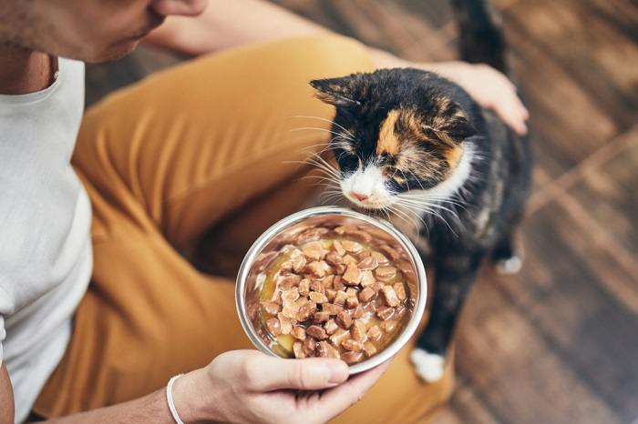 Ansiedade do novo dono de gato por que acontece e como superá-la - 06