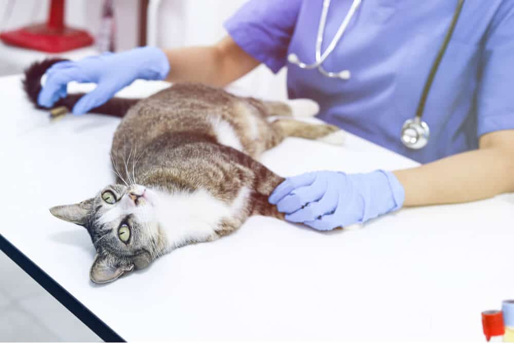 As melhores receitas caseiras de comida de gato para doenças renais - 04