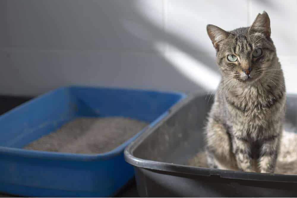 As melhores receitas caseiras de comida de gato para doenças renais - 05