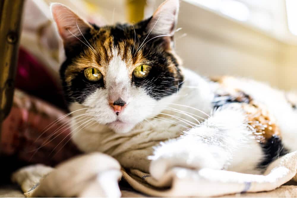 As melhores receitas caseiras de comida de gato para doenças renais - 06