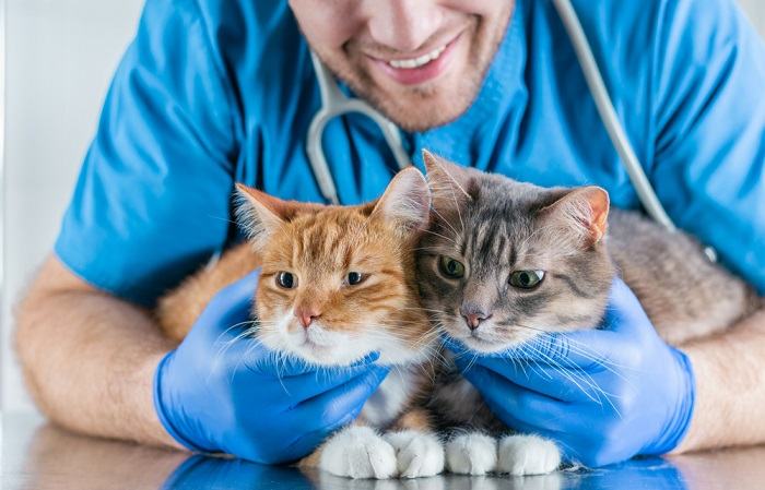 As melhores receitas caseiras de comida de gato para doenças renais - 07