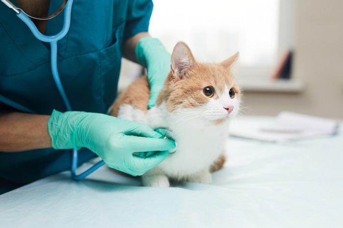 As melhores receitas caseiras de comida de gato para doenças renais - 08