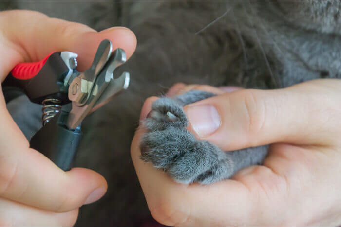 Com que frequência cortar as unhas do gato - 04