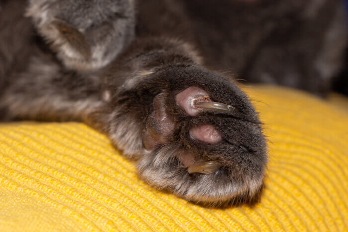 Como aparar as unhas do gato com segurança - um guia passo a passo - 02